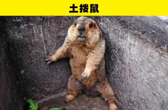 10种看似无害但实际上很危险的生物