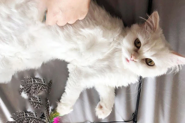 名贵金吉拉猫，竟在小区里乞讨，这年头品种猫也有人丢？