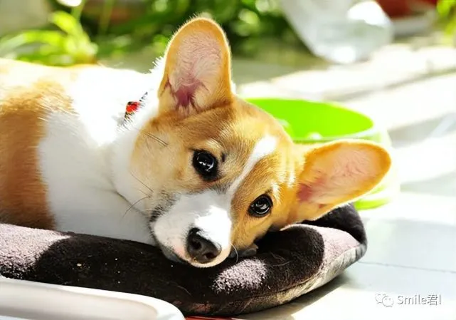 “小柯基，下一世不要来到人间了”