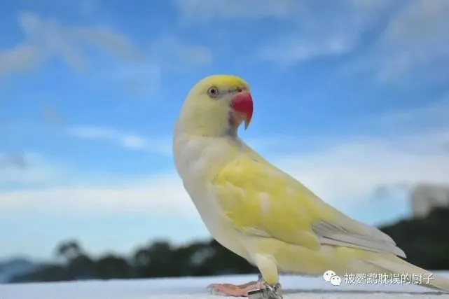 下一批标识热门鹦鹉：月轮鹦鹉