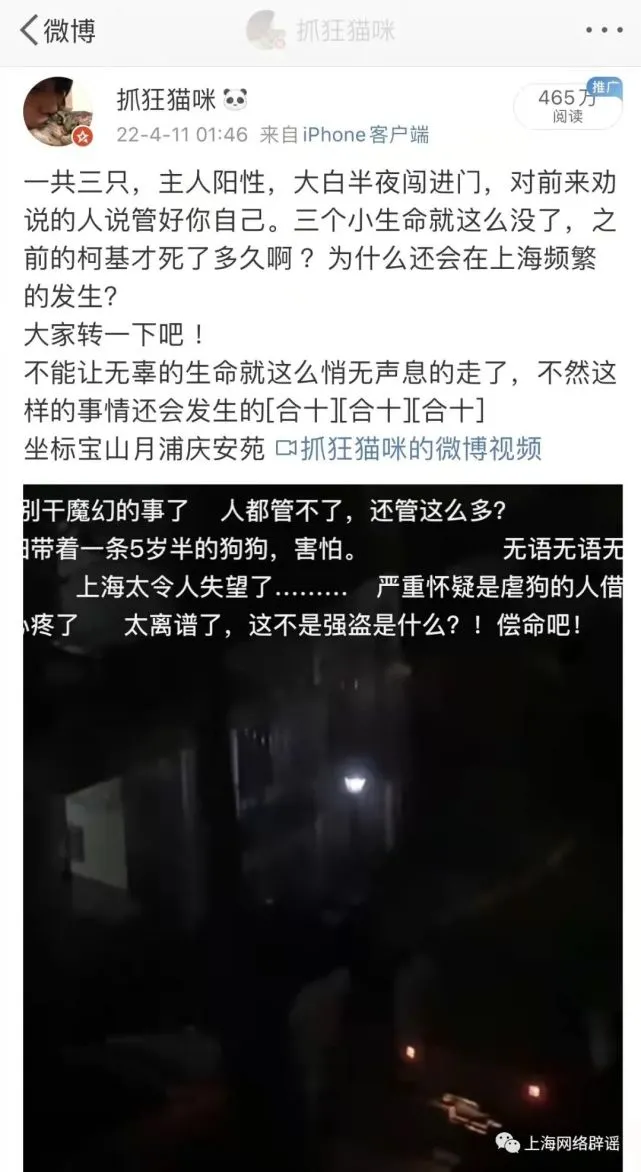 上海辟谣3只宠物犬被无害化处理：宠物得到悉心照护