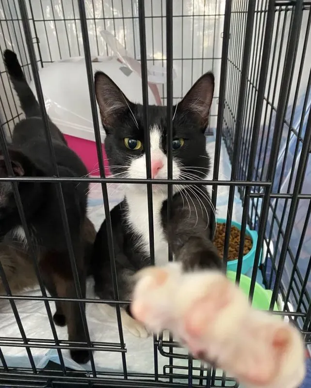 猫趣｜被人遗弃的猫咪三兄弟，遇到好心人施以援手，并帮它们找到了新家