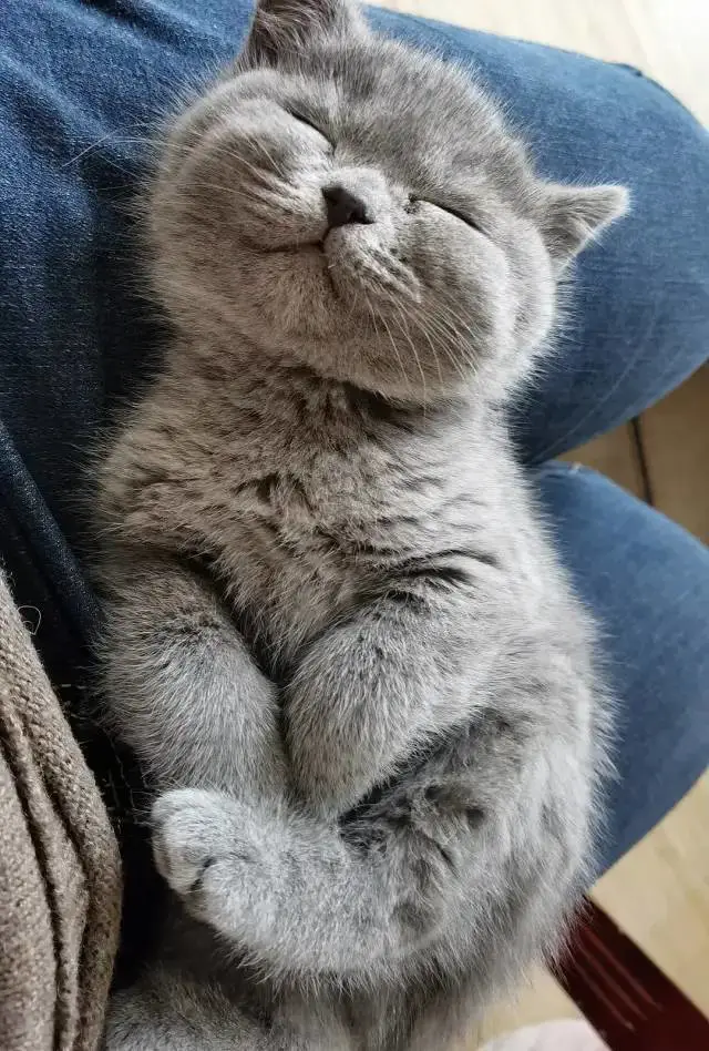 我家猫咪睡觉的样子贼可爱