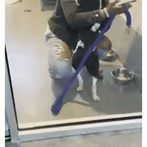 被遗弃收容所的狗狗，发现来领养它的人，居然是它失散的家人！