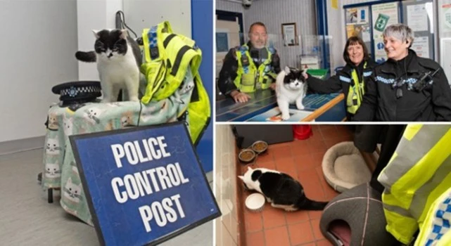 英国一只猫咪在警察局就业 担任首席捕鼠官
