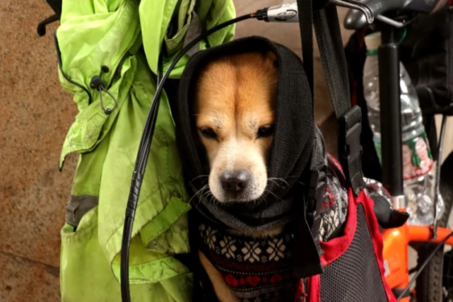 遛狗不牵绳导致“大狗咬小狗”，谁的责任？法院这样说