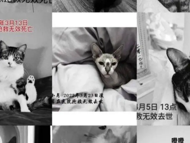 猫咪食用品牌猫粮后接连死亡 主人：家中猫咪出现大小便失禁后死亡