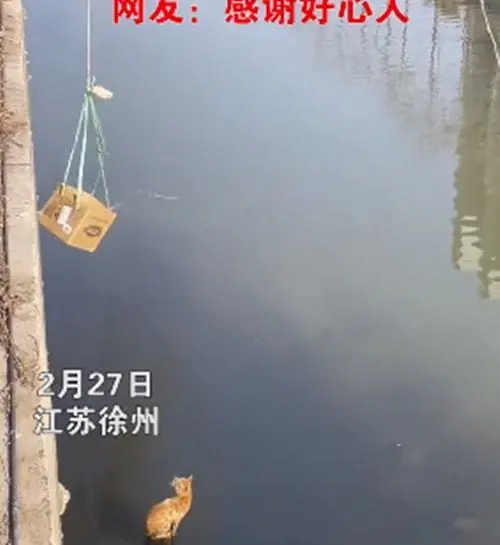 流浪猫掉入河道不停叫唤，男子自制纸箱救援：谢谢你，好心人