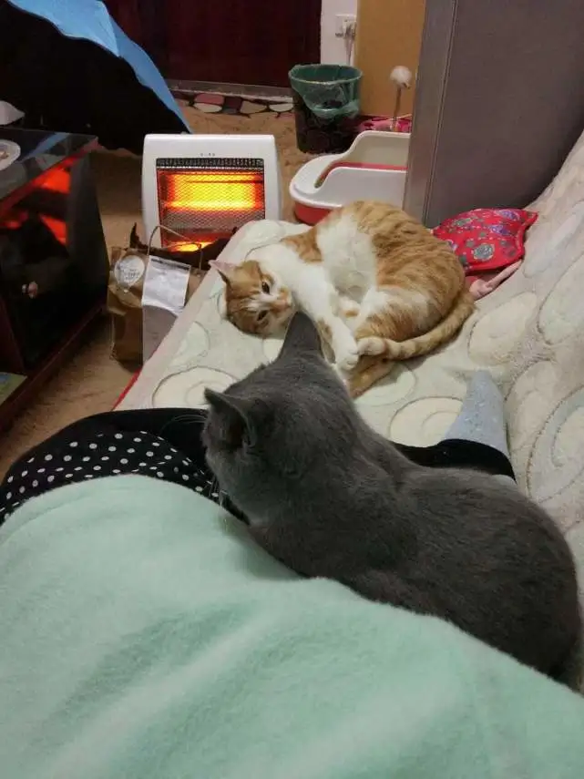 表哥收养的流浪猫，花栗条在家门口转来转去，2个月后才发现