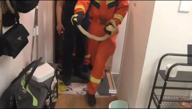 宠物蛇越“狱”躲进厨房 青岛消防员10分钟捕蛇归笼