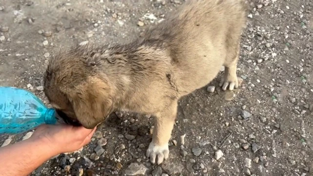 深山偶遇小流浪狗，为求收养跟人数公里，好心人被它的执着感动