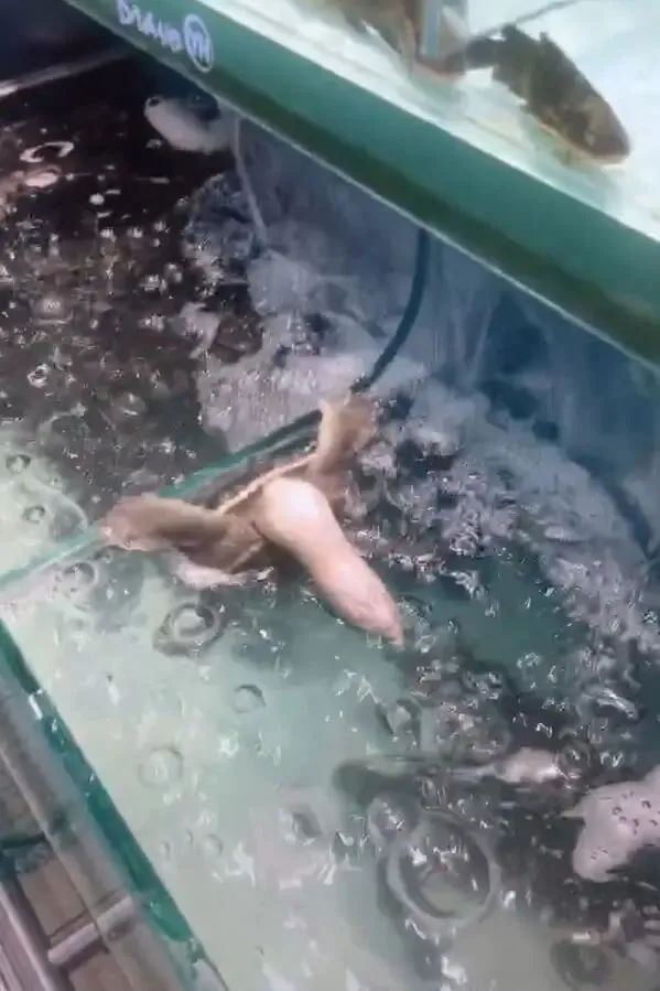 乌龟探头想吸引顾客，不料坚持太久，头部立马瘫软下来！