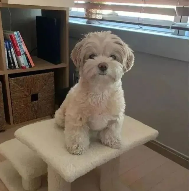 网友带家里的狗子去泡温泉，给它戴上头巾以后……萌cry