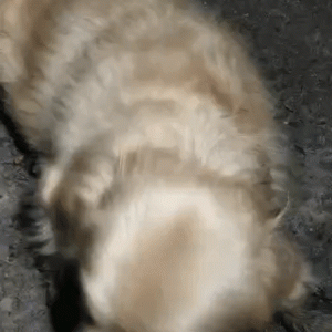 金毛被人砍断手脚丢到烂泥地里，见到陌生人依然努力微笑