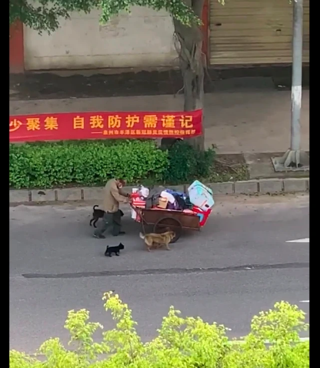 拾荒老人推着小车捡垃圾，身边还跟着好几只狗，愿你们被温柔以待