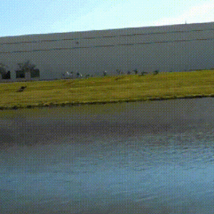 为驱赶公园里的黑雁，狗狗站了6年的岗，离世后全镇人来送别它！