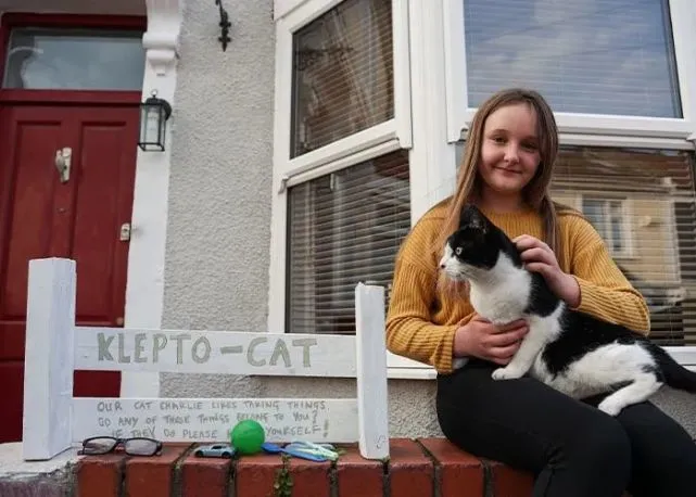 笑哭！猫咪喜欢从邻居家偷东西送给主人，只好设立失物招领处