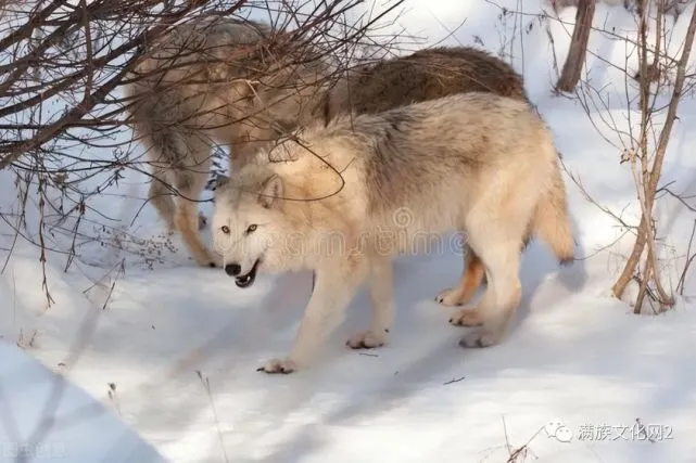 狼熊血战冷草滩｜西北狼和母子三棕熊的复仇之战杀得血肉横飞