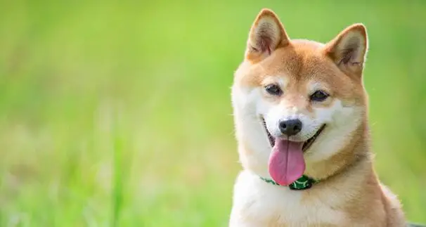 93％的人都不知道的事情！豆柴是什么样的狗？豆柴好养吗？