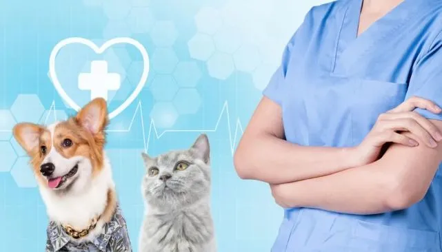 涉疫动物安置亟待明确规定