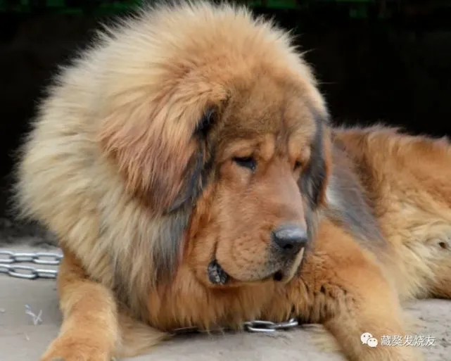 玩獒十多年，蛋蛋是唯一的独苗儿