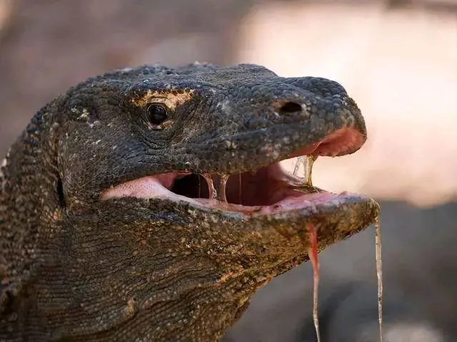 科莫多巨蜥的毒液有多强？人被咬一口会怎样？国外曾用猪肉做实验