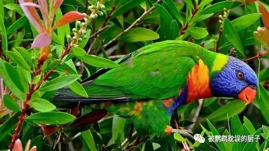 标识鹦鹉之吸蜜鹦鹉，你认识吗？