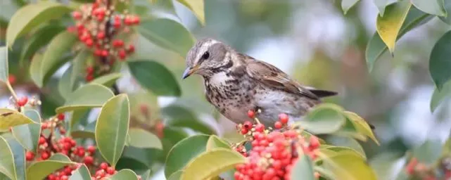 画眉鸟怎么样溜才有火？