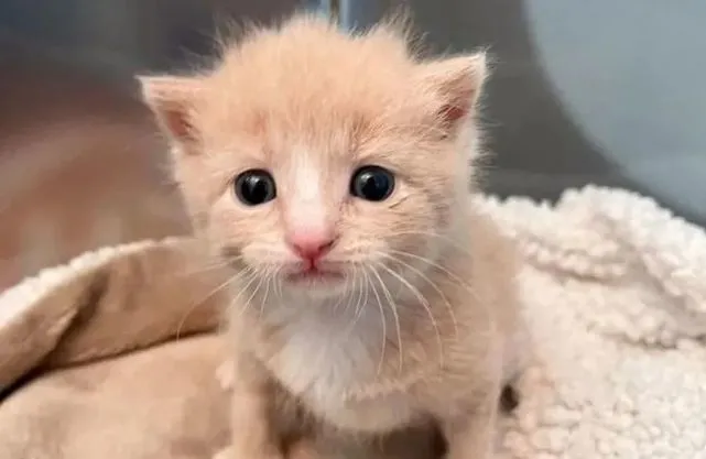 猫趣｜猫窝里仅存的独苗，孤单的小橘猫渴望朋友的陪伴，恰好它就出现了