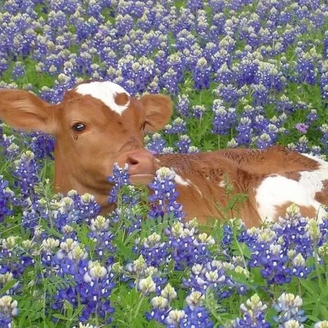 微信农场背景图｜来养小动物