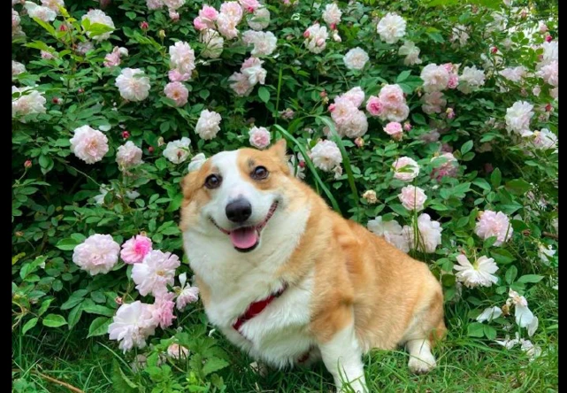 主人让柯基站在花旁边拍照，它一直保持着微笑，狗：都笑僵硬了！