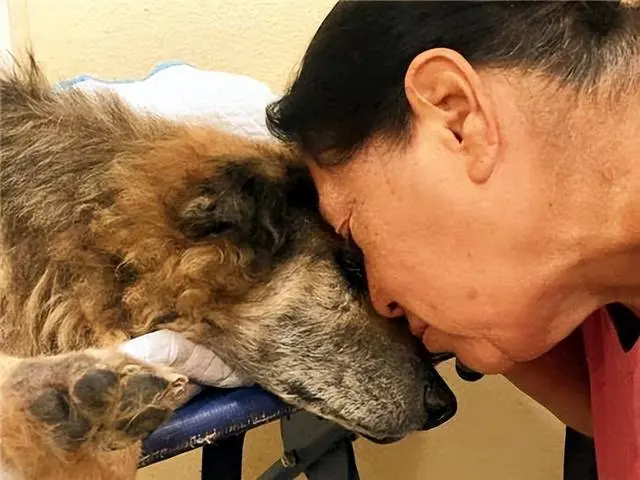 泪目！狗狗预感自己死亡，就会出现这些表现！