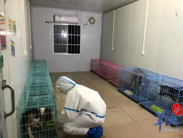 广州白云启动宠物临时托管服务，封控管控区家庭可免费申请