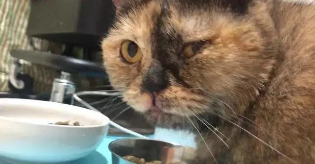 你见过只怕男人的猫吗？医生说这只猫，天生怕男人！