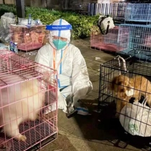 阿喵阿汪住方舱获“荣誉证书”，揭秘全国首个“宠物方舱”