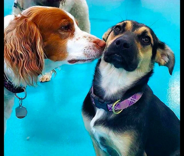 狗狗跑去日托班要寄养自己，主人在家还不知情，好笑又让人心疼！