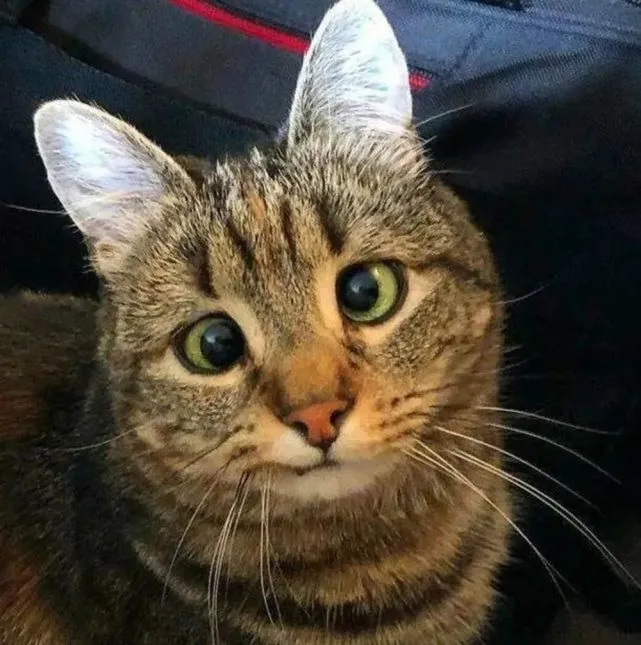 猫咪因“斗鸡眼”被房东关地下室3年，被救后帮主人逃过一劫