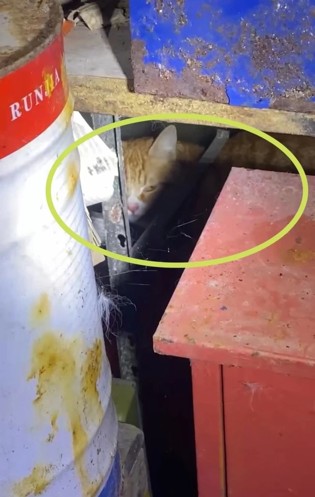 职业寻猫人：昼伏夜出，穿林钻洞，有人花费10万寻宠