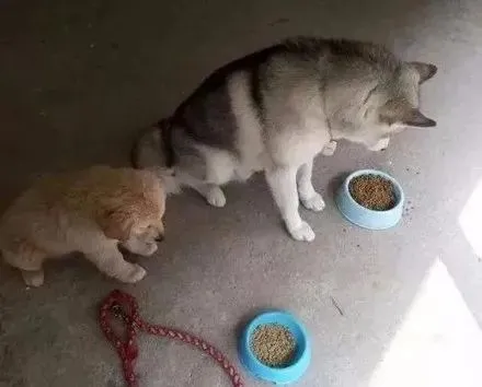 网友为了让二哈少拆家，养了只金毛，然而这结局……崩溃了！