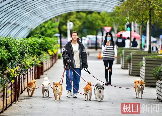 一群“柴犬”去逛街
