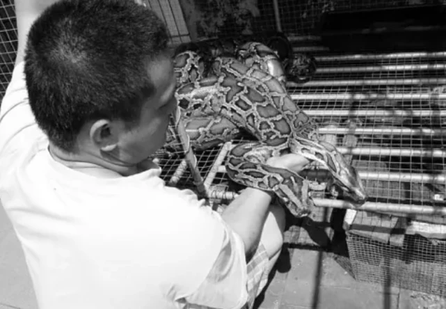 1996年海南蟒蛇被收养，为报恩甘愿当“保姆”，与主人同眠为其看家