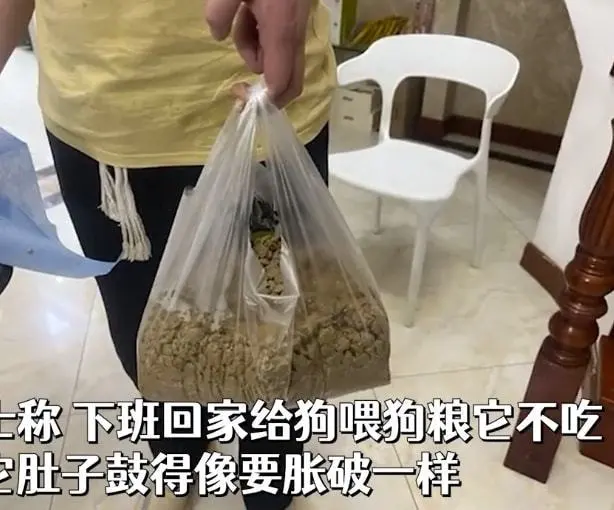 萨摩耶越狱偷吃了10斤狗粮，做手术取出了8斤：贪吃到没数啊
