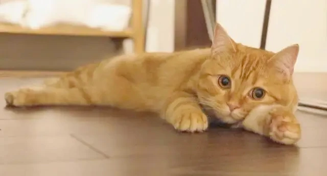 猫咪“生病了”，状态会有这些明显的变化