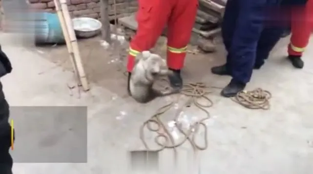 大雨中，狗妈妈叼七只狗崽求助邻居，他看到后急忙铺地毯，惊喜迎接…