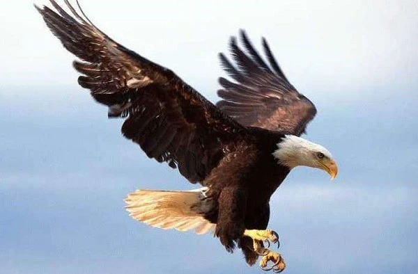 老鹰伤害了主人的小鸡，但还是被主人放了