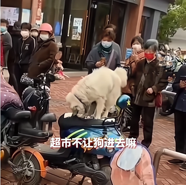 主人买东西太久，小狗等急了激发“拆家”基因，当众将车座咬烂