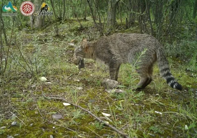 荒漠猫来我家了，它是喜欢我吗？