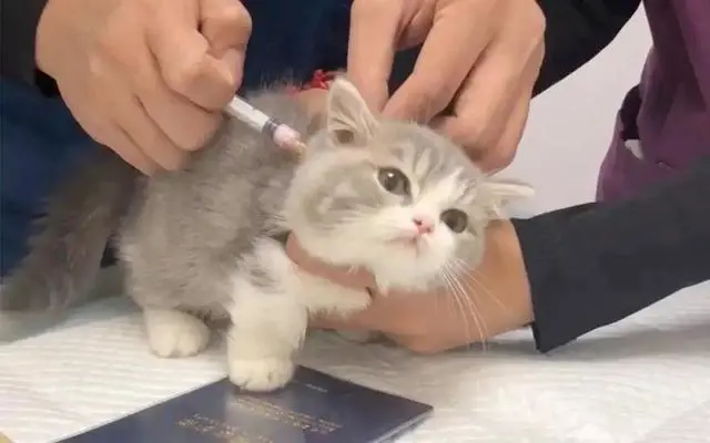 “给猫咪看病要花2万块，我把猫丢掉了”