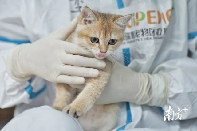 直击｜“我被隔离了，宠物怎么办？”