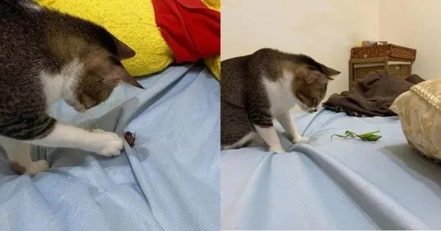 主人没饭吃，猫猫真的会抓鱼报恩吗？